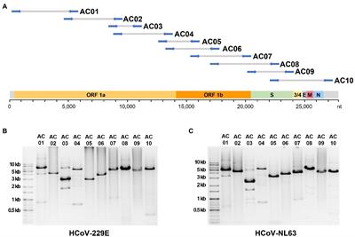 Human Alphacoronavirus Universal Primers for Genome Amplification and Sequencing